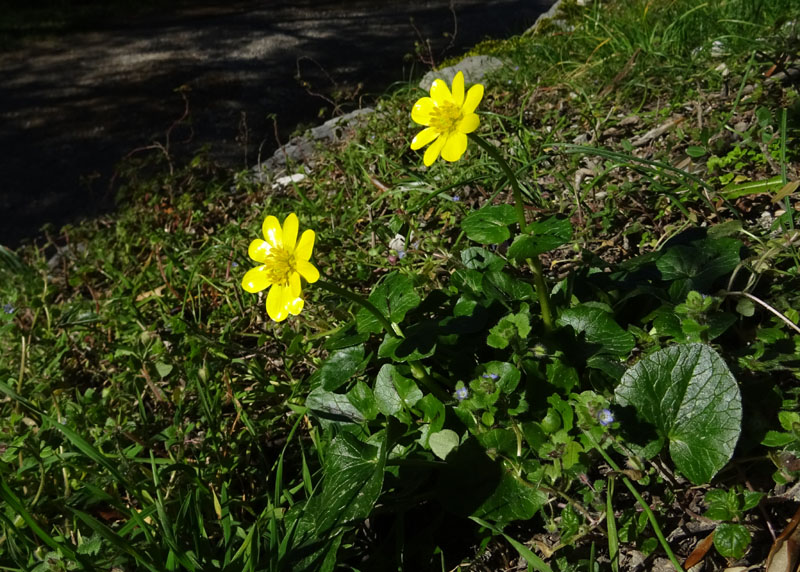 Ficaria verna subsp. verna / Ranuncolo favagello